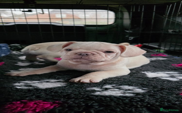 French Bulldog dogs - Advert 11