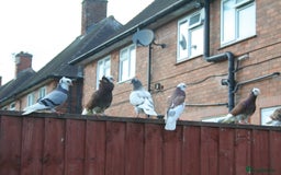 Mixed Breed poultry for sale: Lots of mixed pigeons for sale - Image 3