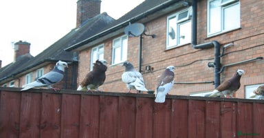 Mixed Breed poultry - Advert 2