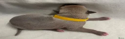 Whippet dogs for sale: Beautiful whippet puppies  - Advert 18