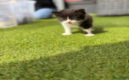 Domestic Shorthair cats for sale: 🐾 Playful, Affectionate Kittens - Image 10