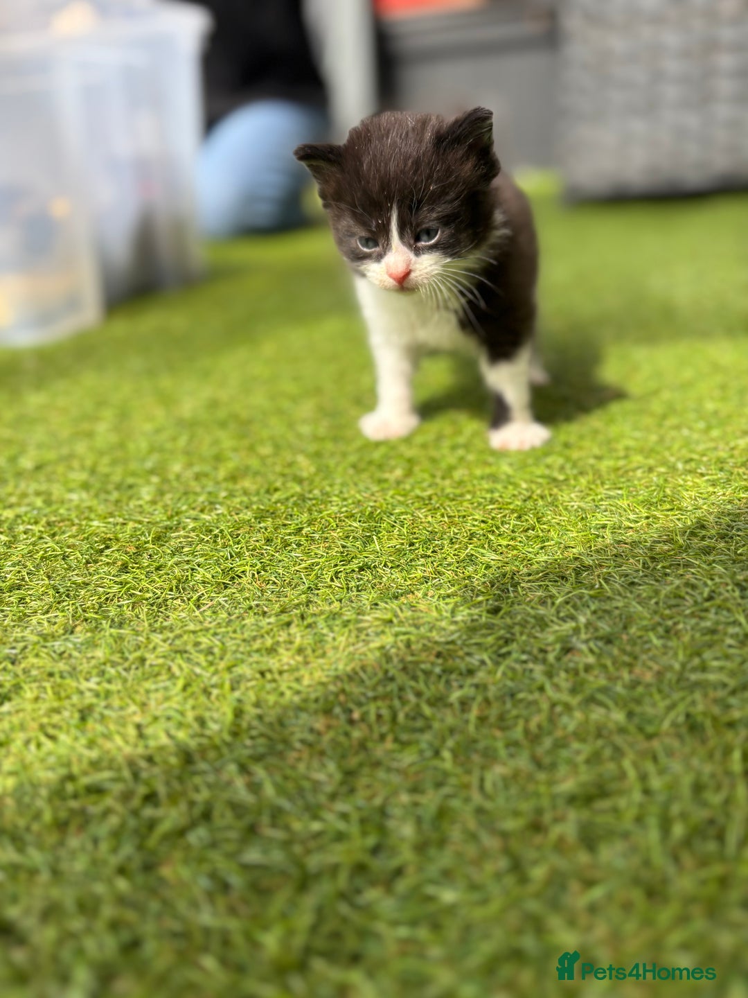 Domestic Shorthair cats for sale: 🐾 Playful, Affectionate Kittens - Image 10