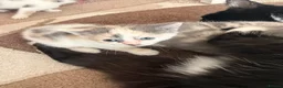 Mixed Breed cats for sale: Beautiful female kittens in Ipswich - Advert 4