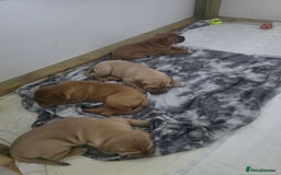 Dogue De Bordeaux dogs for sale: Dogue de bordeaux - Advert 22