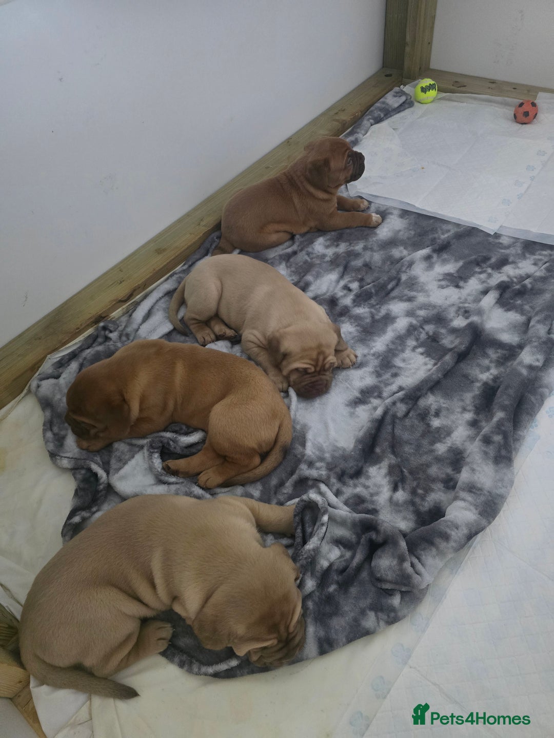 Dogue De Bordeaux dogs for sale: Dogue de bordeaux - Advert 22