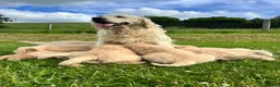 Golden Retriever dogs for sale: Beautiful KC Golden Retriever Puppies - Advert 5