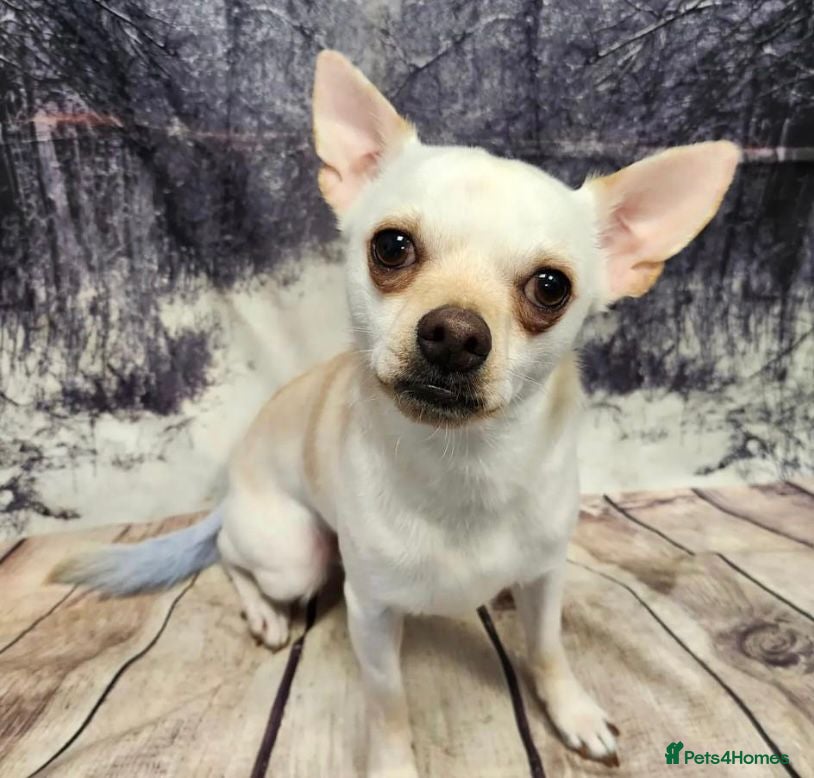 Chihuahua dogs Chihuahua dog sale  - Advert 5