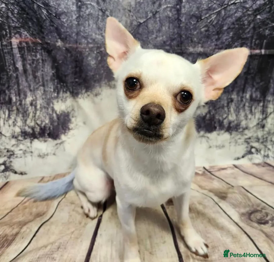 Chihuahua dogs for sale: Chihuahua dog sale  - Advert 1