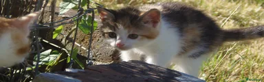 Kitten 4 - Tortoiseshell Female