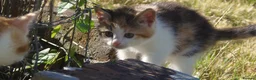 Mixed Breed cats for sale: Gorgeous Kittens Ready Now - Advert 14