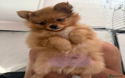 Pomeranian dogs for sale: XS Pomeranian puppy boy  - Image 5