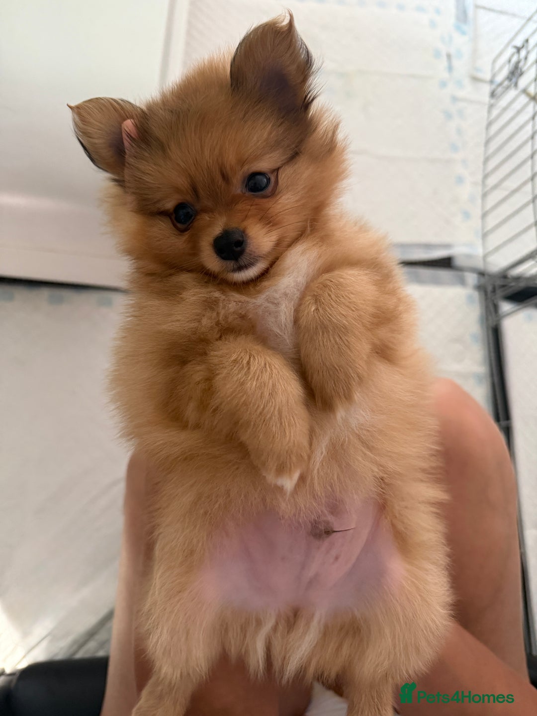 Pomeranian dogs for sale: XS Pomeranian puppy boy  - Image 5