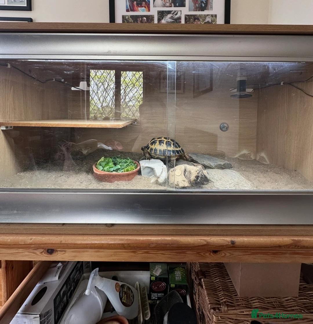 Tortoise reptiles for sale: Horsefield Tortoise with full set up and vivarium in Maldon - Advert 2
