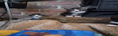Domestic Shorthair 3