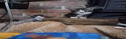 Domestic Shorthair cats for sale: 4 gorgeous female kittens - Advert 17