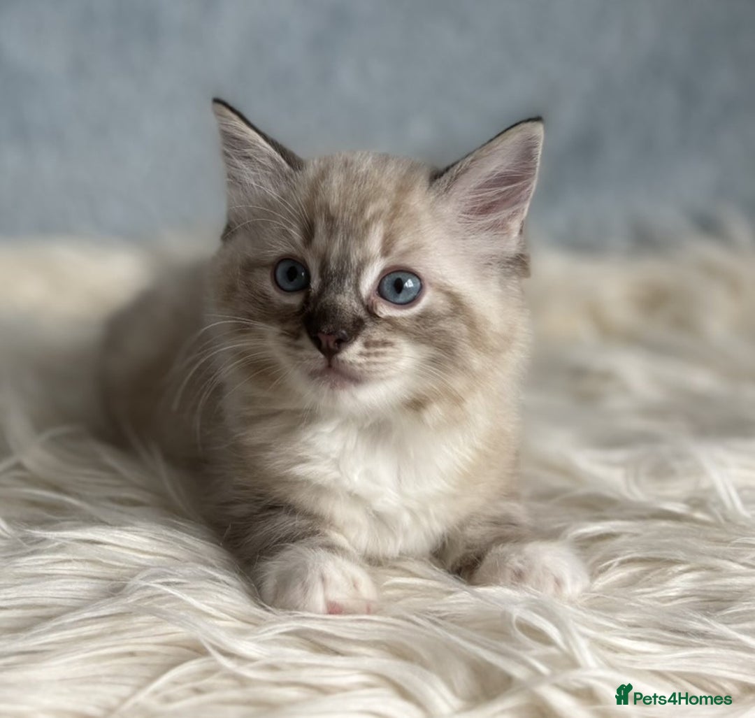 Ragdoll cats for sale: Three beautiful Ragdoll Ready to Leave 20/12/2025  - Advert 19