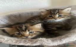 Bengal cats for sale: ‼️ RESERVED  ‼️Bengal x Persian  - Image 16