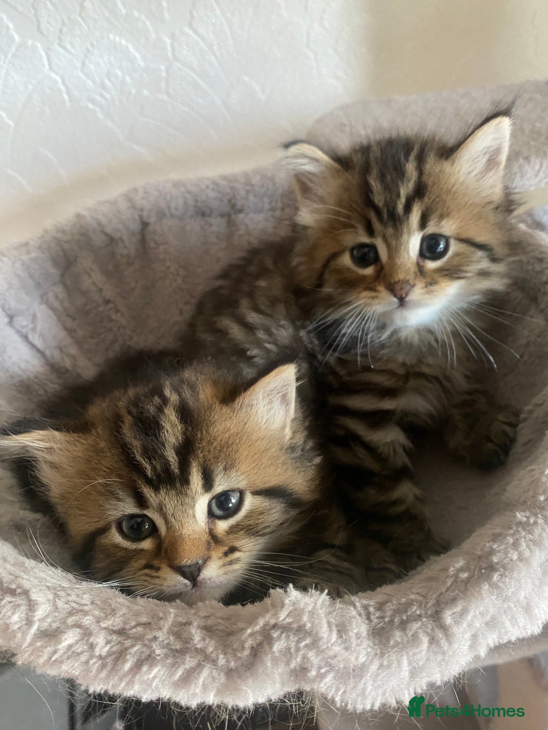 Bengal cats for sale: ‼️ RESERVED  ‼️Bengal x Persian  - Image 16