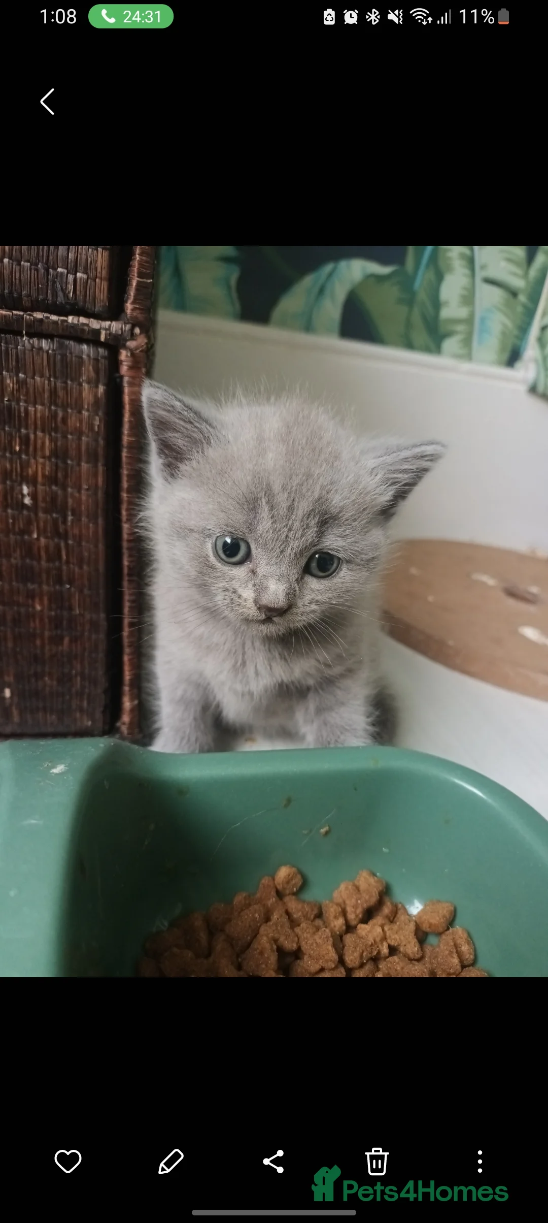 British Shorthair cats for sale: Baby British shorthair  - Advert 3