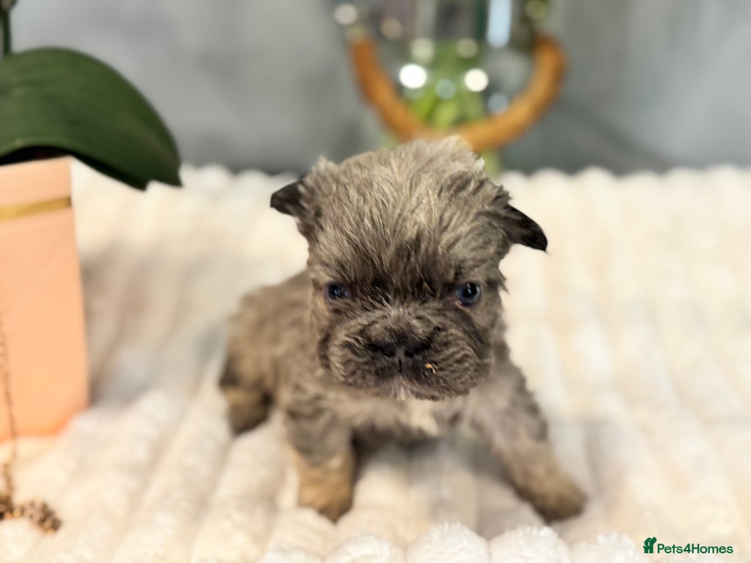 French Bulldog dogs for sale: *Unique fluffy French Bulldogs* - Advert 17