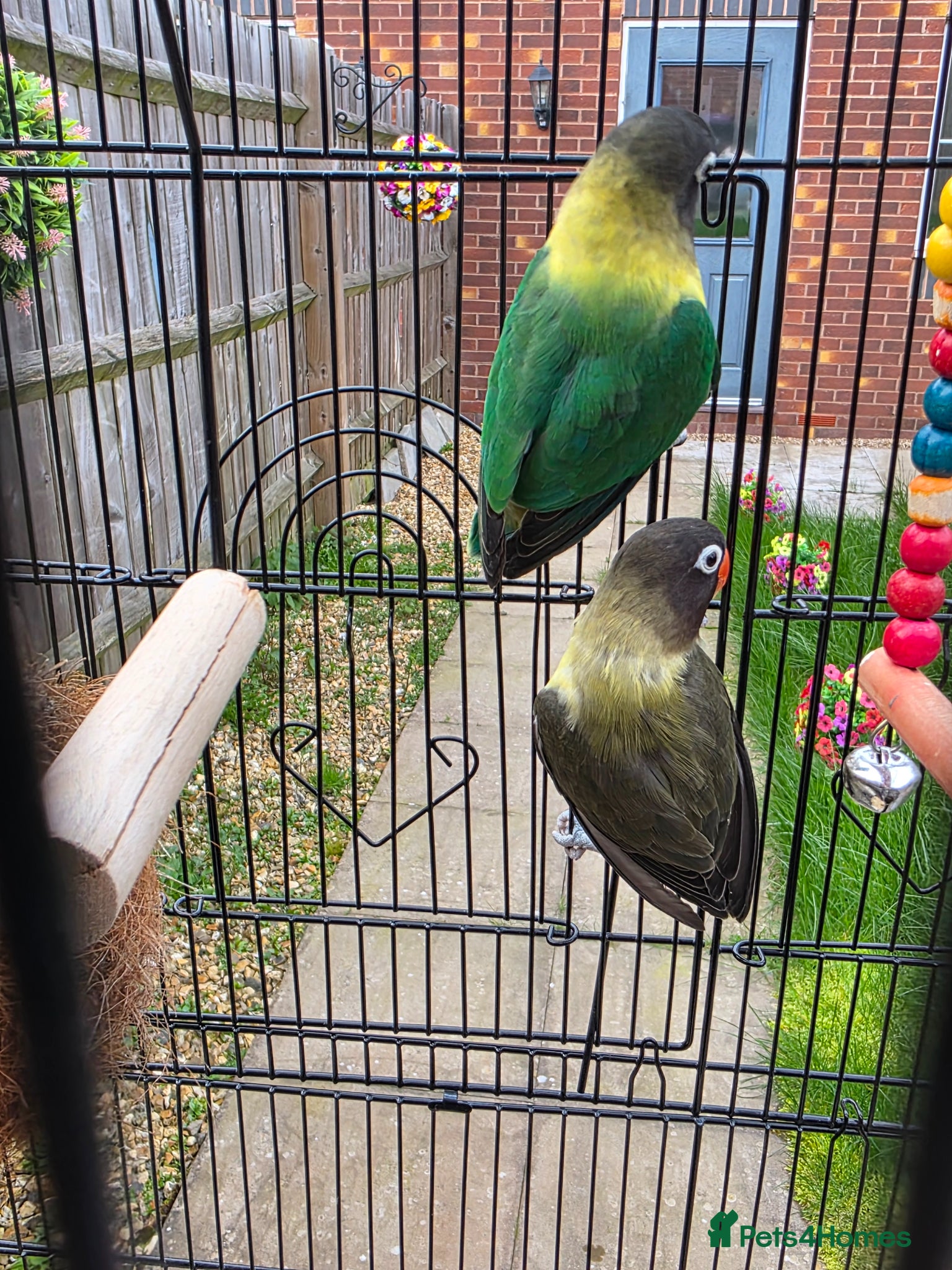 Lovebirds birds Pair of love birds with cage and other accessories - Advert 5