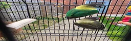 Lovebirds birds for sale: Pair of love birds with cage and other accessories - Advert 1