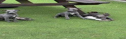 Whippet dogs for sale: Whippets  - Advert 6