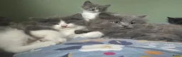 Siberian cats for sale: Pedigree Regisyered Siberian Kittens - Advert 3