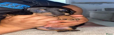 Dachshund 5