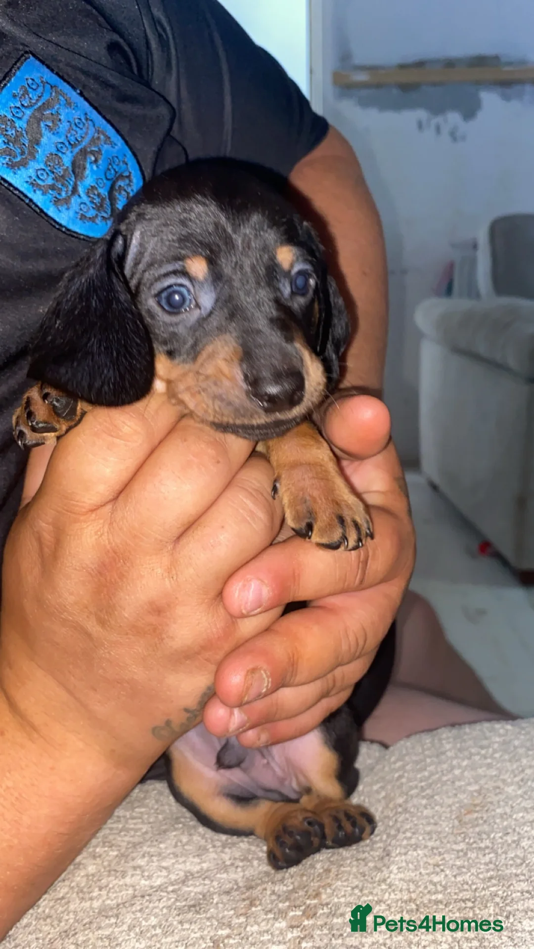 Dachshund dogs for sale: Dachshund puppies  - Advert 2