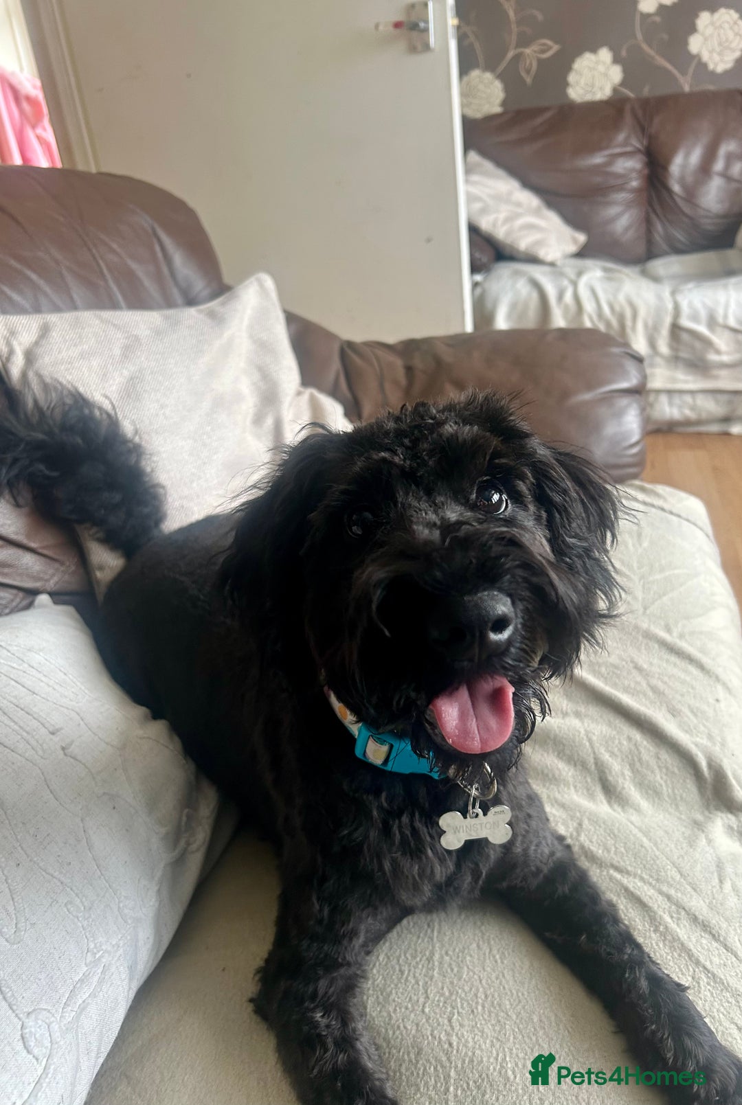 Cockapoo dogs for sale: Winston the Cockapoo - Image 1