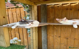 British Shorthair cats for sale: Beautiful Cream Bi Colour British Shorthair.  - Image 9