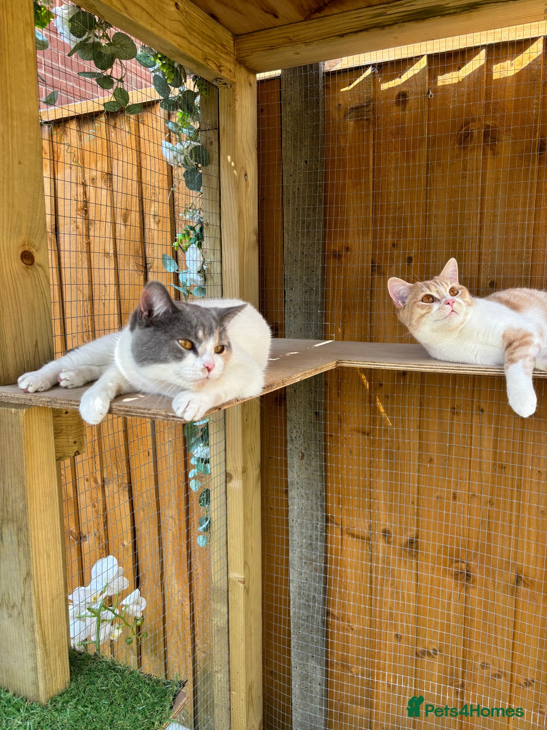 British Shorthair cats for sale: Beautiful Cream Bi Colour British Shorthair.  - Image 9