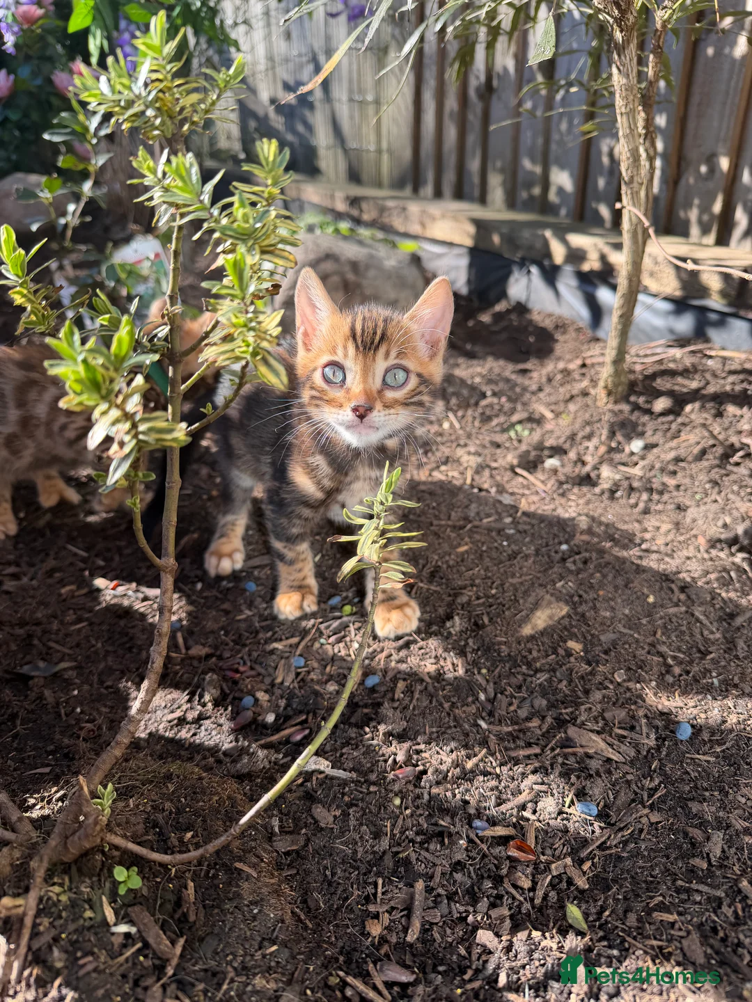 Bengal cats for sale: TICA BENGAL KITTENS FOR SALE - READY 23/04/26 - Advert 2