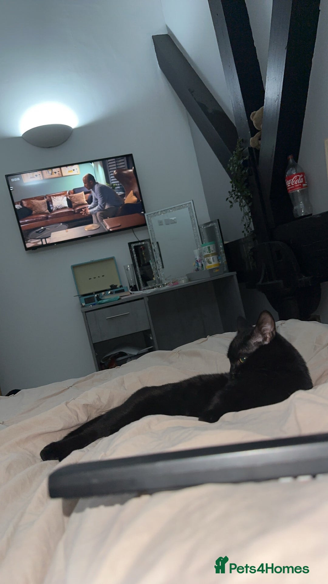 British Shorthair cats for sale: British Shorthair Black Female - Only Pet Home - Advert 4