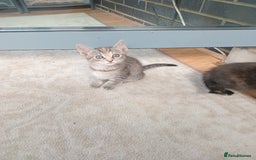 Bengal cats for sale: Adorable kittens ready to leave  - Image 4