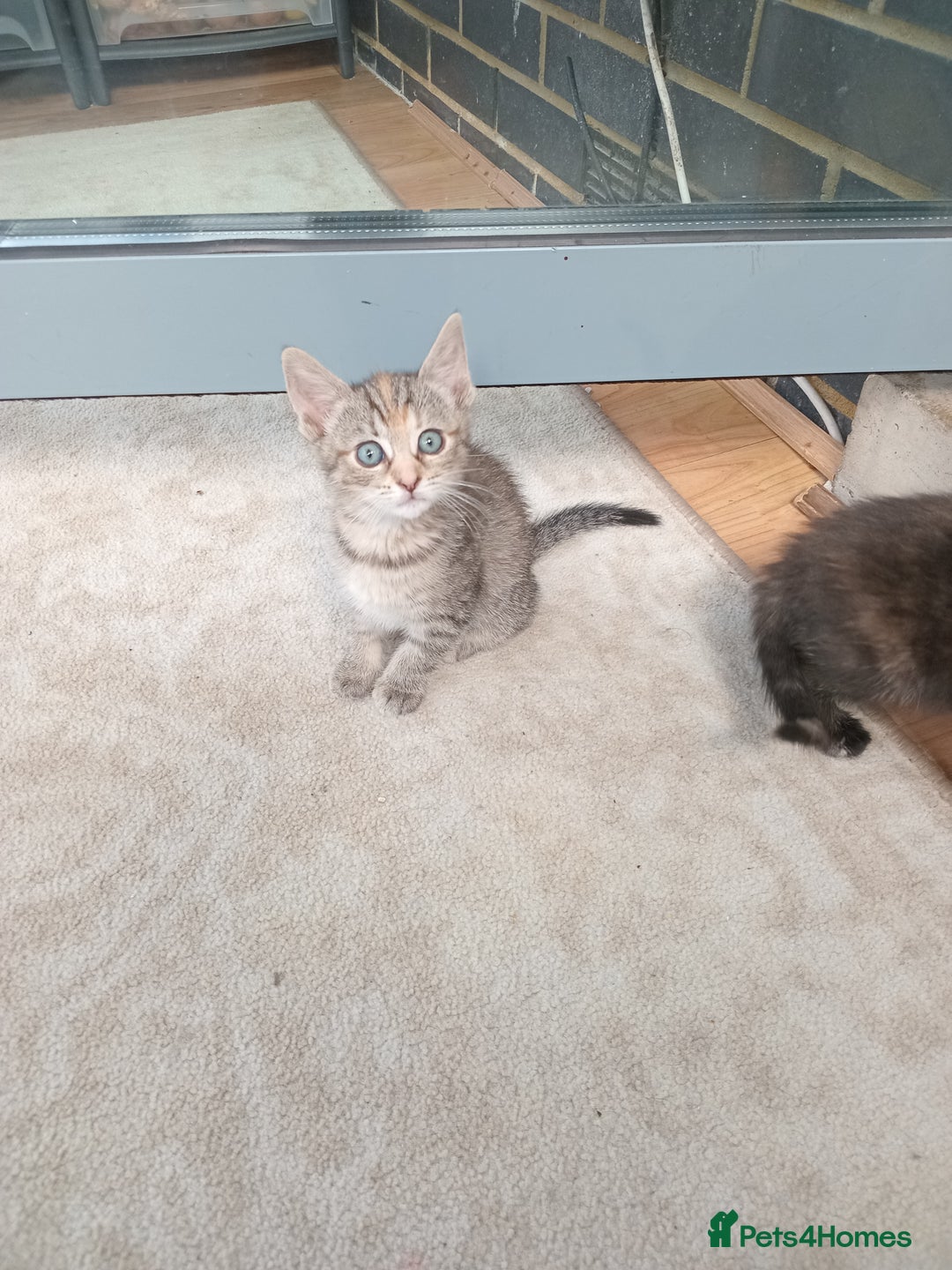 Bengal cats for sale: Adorable kittens ready to leave  - Image 4