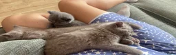 British Shorthair cats for sale: Champion 🏆 pedigree British shorthair kittens  - Advert 6