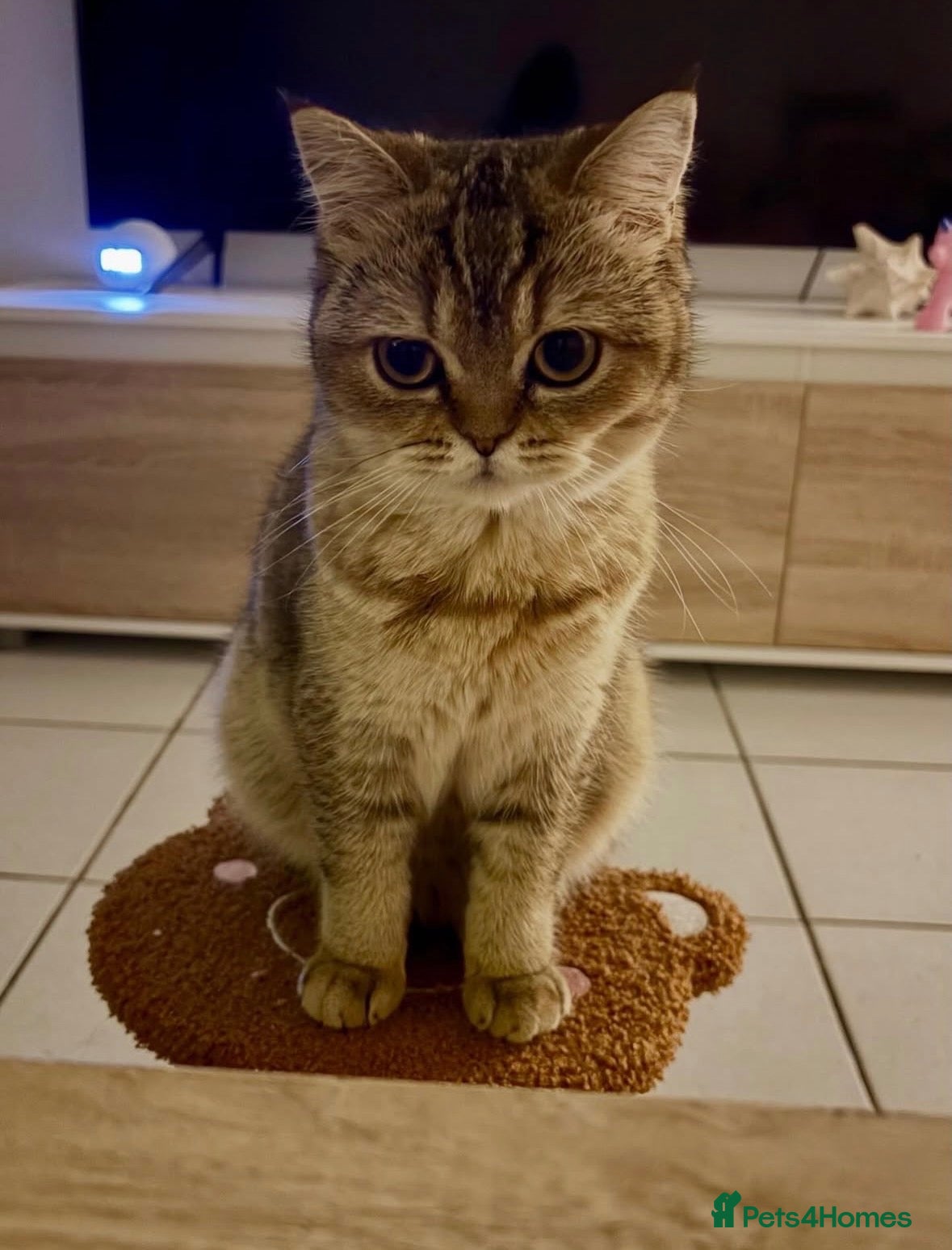 British Shorthair cats Cute Golden Shaded Female British Shorthair - Advert 1