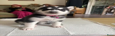 Siberian Husky 1 (Skye) 