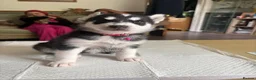 Siberian Husky dogs for sale: Siberian Huskies 12 week old female ready now  - Advert 18