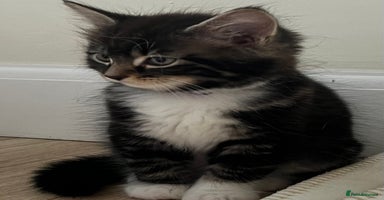 Ragdoll cats - Advert 10