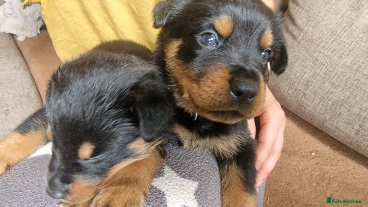 Mixed Breed dogs - Advert 8