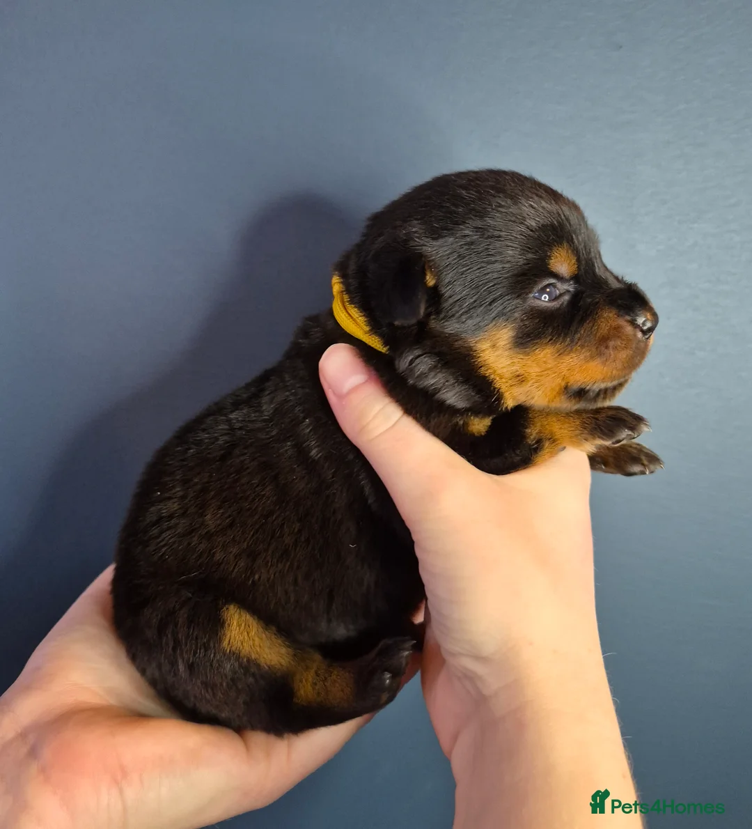 Rottweiler dogs for sale: 🩷BIG VIN GIRLS AVAILABLE🩷 - Advert 9