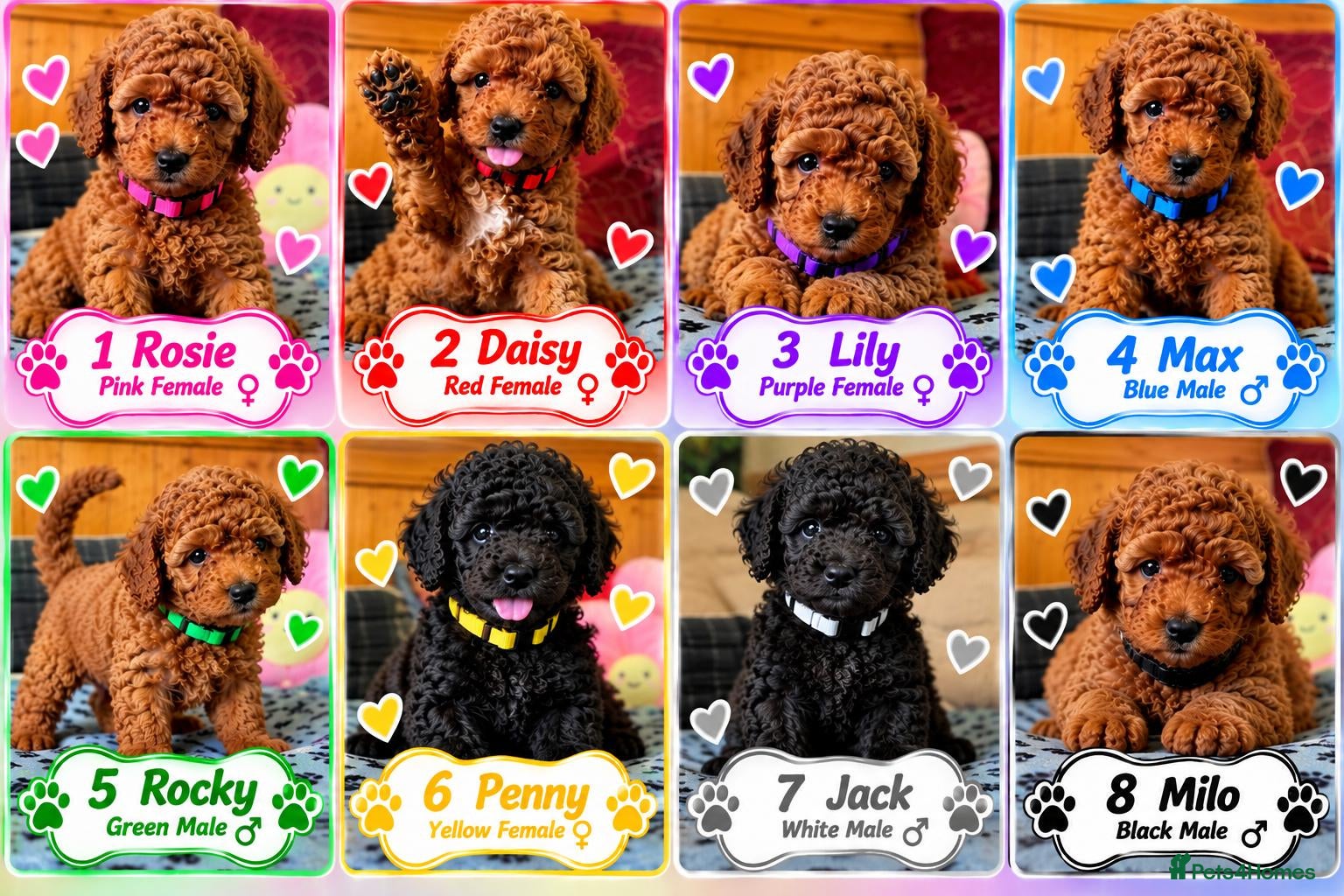 Toy Poodle dogs for sale: Toy Poodle  - Advert 1