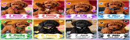 Toy Poodle dogs for sale: Toy Poodle  - Advert 1