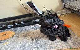 Cockapoo dogs for sale: URGENTlY NEED REHOMING Beautiful Cockapoo puppy - Image 2