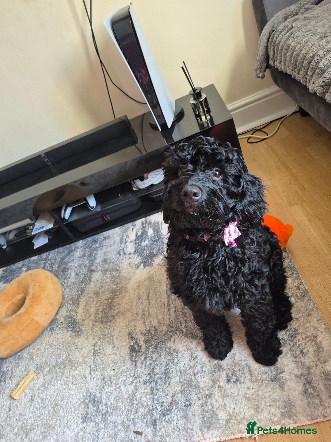Cockapoo dogs for sale: URGENTlY NEED REHOMING Beautiful Cockapoo puppy - Image 2