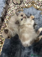 Siberian cats - Advert 7