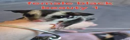 Sugar Glider rodents for sale: Sugar glider joeys ready to reserve  - Advert 4